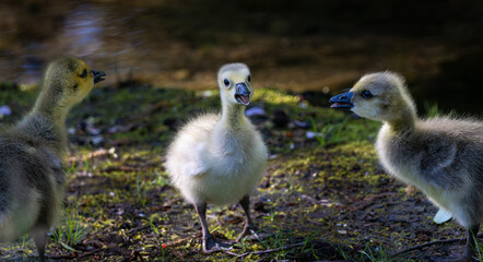 Three gosling choir on mossy lakeside shore singing spring songs fluffy down feathers baby geese family bonding joyful nature scene wildlife photos outdoor moment of sibling togetherness captured