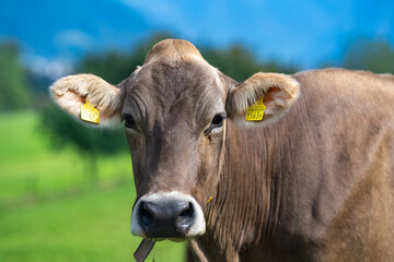 Cow, livestock concept. Cow in the meadow. Livestock grazing in the green field. Farm life with cattle and calves. Cow in a rural landscape. Ranch with grazing bovine. Dairy cow on field.