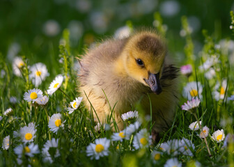 Fluffy gosling among spring daisies closeup wildlife photography adorable baby goose fields scene pastel bokeh soft feathers innocence blooming flora vibrant nature portrait tranquil new life sun