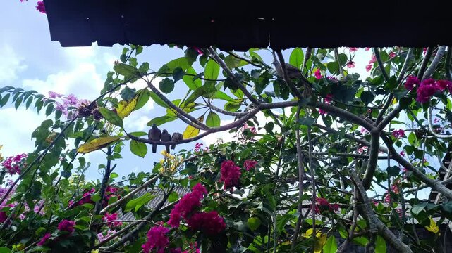 Video footage of a parent Javanese Turtle Dove or Titiran bird and two baby birds perched in the trees in the yard.
