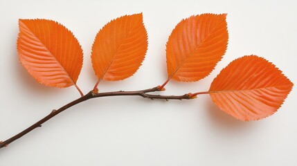 Naklejka premium Orange autumn leaves on twig white background