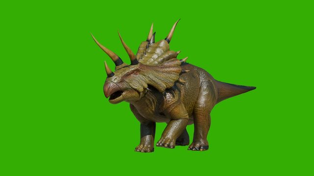 Green screen Triceratops dinosaur walk. Camera front view. 4k