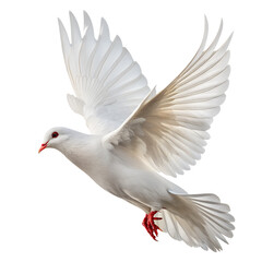 White Dove in Flight with Red Beak and Feet on White Background