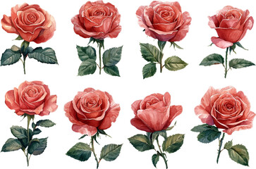 set of roses vector illustration