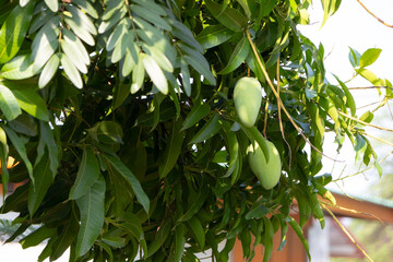 close-up shot of several unripe, green mangoes hanging from a branch of a mango tree.