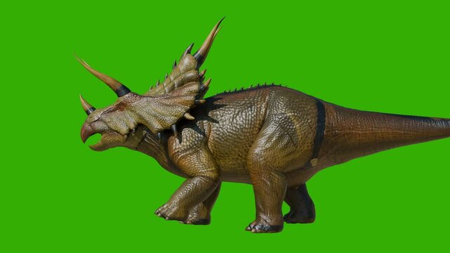 Green screen triceratops dinosaur slowly walk. 4K