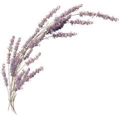 Elegant Lavender Sprig Arrangement, Isolated on Green Transparent background