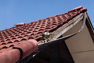 Birds nesting under old roof that loose or broken tiles and eaves. © toa555