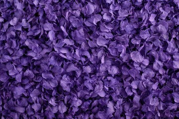 Fototapeta premium Close-up view of many small purple flower petals.