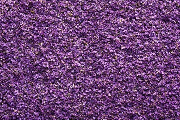 Fototapeta premium Close-up view of a textured surface of dried purple flowers.
