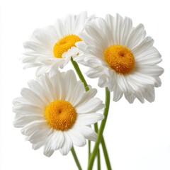 Obraz premium Three daisy flowers isolated on white background