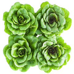 Fototapeta premium close up of fresh green leaves