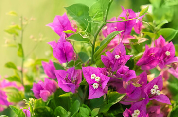 Beautiful blossoming bougainvillea Magenta flowers close up, abstract natural background. south tropical plant in garden. bright gentle floral image.