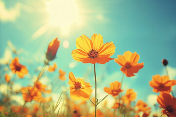 Obraz premium Sun-Kissed Cosmos: A Vibrant Field of Orange Blooms Against a Turquoise Sky