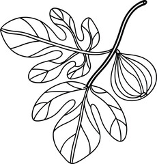Fig Fruit And Leaf Outline Vector Graphic Elegant Botanical Illustration