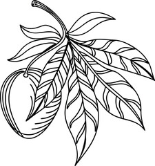 Contour Drawing Of Mango With Leaves For Coloring And Creative Design
