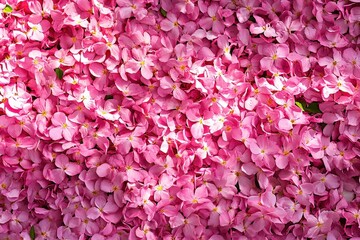 A sea of light pink azalea petals