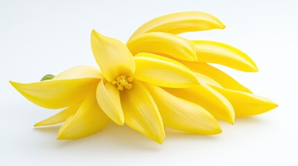 Obraz premium Vibrant yellow flower blossom closeup studio shot