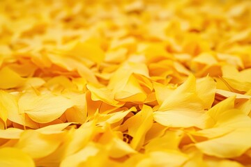 A sea of vibrant yellow daisy petals forming a cheerful natural carpet
