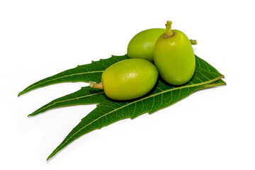 Neem or azadirachta indica leaves and fruits isolated on white background, herbal neem leaves