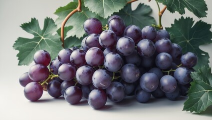 Fototapeta premium Fresh grape cluster with leaves in a garden