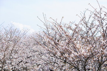 上から見下ろすピンク色の綺麗な桜