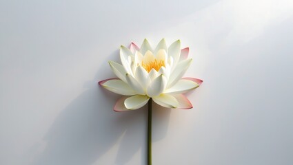 Obraz premium Isolated white water lily blossom from a top perspective