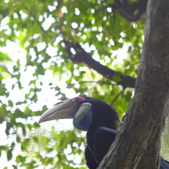 toucan on a branch