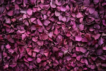 Obraz premium Close-up view of a vibrant tapestry of dried flower petals.