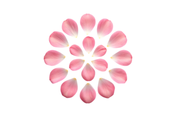 Symmetrical arrangement of delicate pink flower petals against a muted gray background