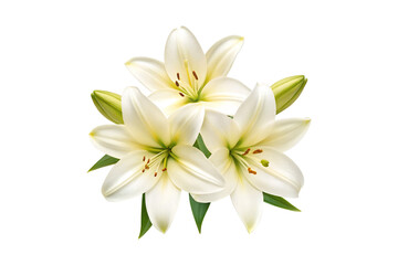 Obraz premium Elegant floral arrangement featuring three pristine white lilies on a transparent background