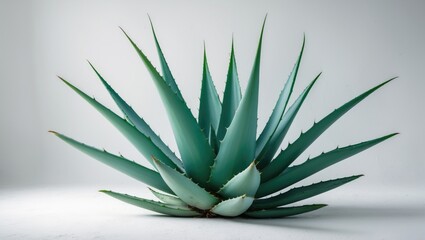 Fototapeta premium Isolated green agave plant featuring spikes against a white backdrop