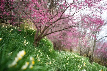 清らかな冬の水仙郷