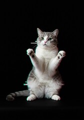 Obraz premium 黒背景 猫 二足立ち 神秘的 光彩