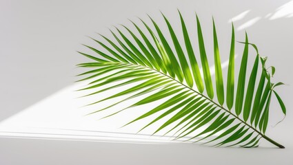 Obraz premium Isolated coconut palm leaves on background