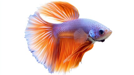 Fototapeta premium Captivating betta splendens fish with flowing orange and blue fins isolated