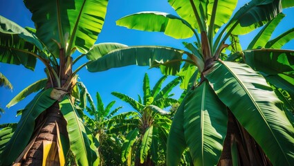 Organic banana farm featuring lush leaves and abundant fruit in a tropical setting