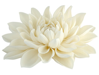 Isolated Pure White Dahlia Flower with Radial Symmetry
