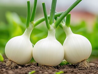 Fresh onions in the ground