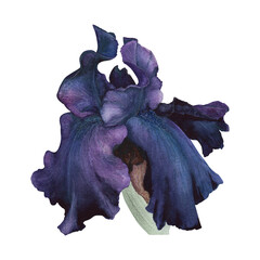 Iris purple flower isolated white background. Watercolor hand drawn realistic botanic gothic sketch illustration. Art design beauty wedding invitation, mystery card decoration graphic.
