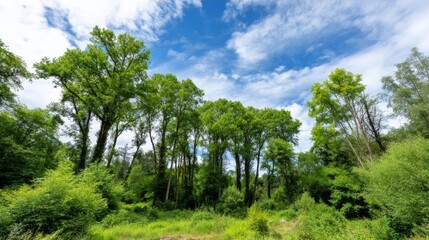 Fototapeta premium Lush Woodland Canopy Under Summer Sky - Serene woodland scene, symbolizing nature, peace, growth, tranquility, and renewal. Lush green trees and a vibrant blue sky create a tranquil atmosphere
