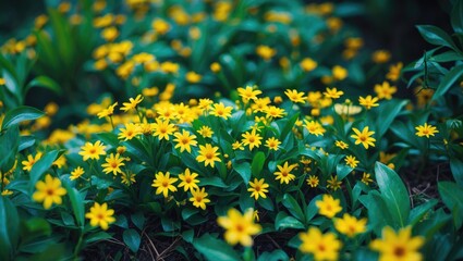 Detailed view of small star-shaped flowers amidst lush green foliage in a natural background