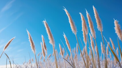 Fototapeta premium Delicate blades of frost-coated grass move softly under a clear blue sky, reflecting the serenity of a fresh, crisp day in nature