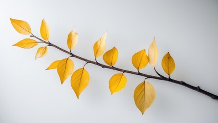 Herbarium dried branch of a tree