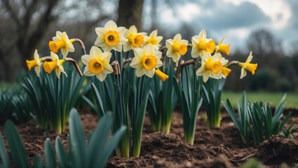Obraz premium Garden featuring blooming double yellow daffodils