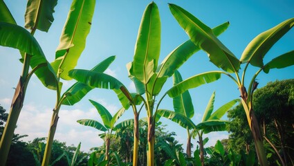Obraz premium Bright green banana trees under a blue sky, reflecting the beauty of tropical nature and lush landscapes