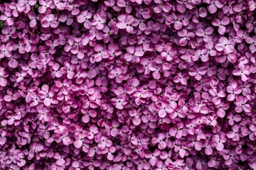 Close-up view of a dense cluster of purple lilac blossoms.