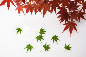 赤い　紅葉の葉