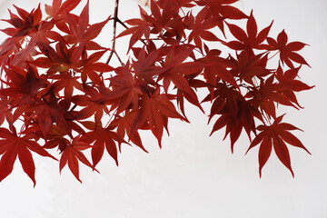 赤い　紅葉の葉