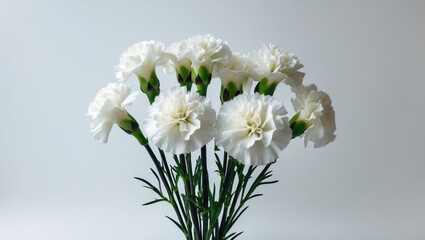 White carnation blossoms displayed on a simple backdrop